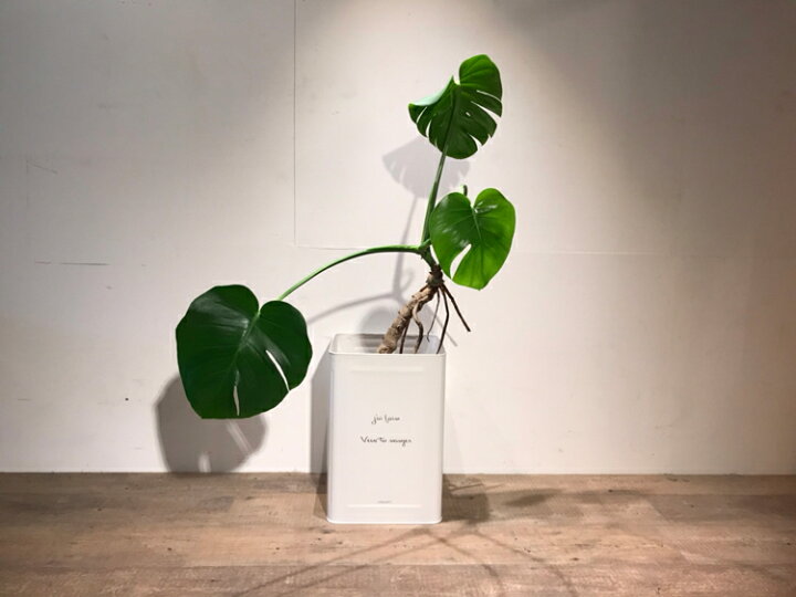 楽天市場】【オーダーサイズ注文可能】一斗缶 リメイク 植木鉢 鉢 