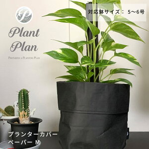 Plant Plan vgv v^[Jo[ M y[p[ AؔJo[ 5 6 Ntgy[p[ mg[ y v^[ ϗtA Jo[ Jo[ k X^CbV  tFCN