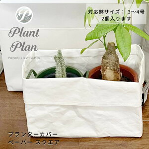 Plant Plan vgv v^[Jo[ XNGA[ y[p[ AؔJo[ 3 4 2 Ntgy[p[ mg[ y v^[ ϗtA Jo[ Jo[ k X^CbV 