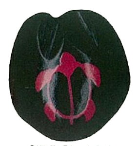 NNCibc INAZUMA CiY}   [CNG-193]