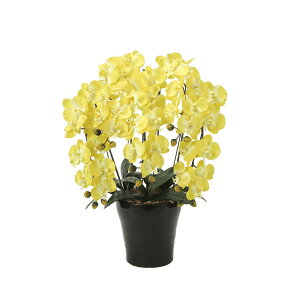 NC[Ӓ5{Y 448A150 W53×D50×H74cmy2024N lHϗtA ̊y  tFCN rO  A[gt[ CeAO[z