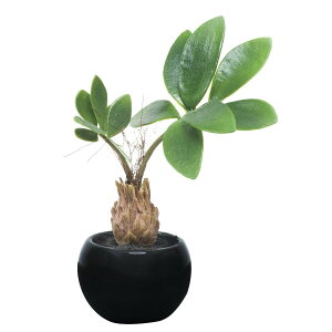 �p�L���C���|�b�g(�|����) 520A25 W14×D15×H20cm�y2024�N�� �l�H�ϗt�A�� ���̊y�� ���� �t�F�C�N ���r���O ���� �A�[�g�t�����[ �C���e���A�O���[���z