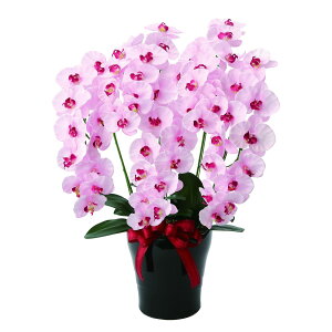 v~AӒ5{P 652K200 W50×D45×H75cmy2024N lHϗtA ̊y  tFCN rO  A[gt[ CeAO[z