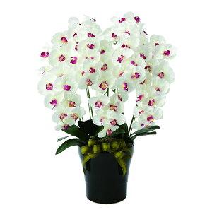 v~AӒ5{W^AB 653K200 W50×D45×H75cmy2024N lHϗtA ̊y  tFCN rO  A[gt[ CeAO[z