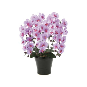 NC[Ӓ5{L 655A150 W53×D50×H74cmy2024N lHϗtA ̊y  tFCN rO  A[gt[ CeAO[z