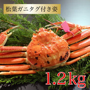 Jj {YCKj tKj^Ot 1.2kg(600g×2t) ɌZY Y  YCKj Jjp I  Jj O CN Mtg  v Yn i CNO 