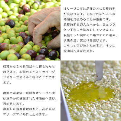 《新油入荷》静岡産オリーブオイル(2019)濾過タイプ50ml外箱付き母の日プレゼントエキストラバージンオリーブオイル国産高級ギフトエクストラバージン飲む日本産オリーブ油贈答手土産お土産クレアテーブルクレアファーム食彩の王国