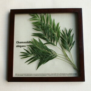 F|StyleFrame@Chamaedorea elegantsIFF-11477A[gO[@tFCNO[@CeA@Ǌ|