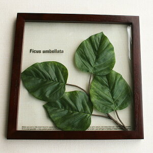F|StyleFrame@Ficus umbellata IFF-11480A[gO[@tFCNO[@CeA@Ǌ|