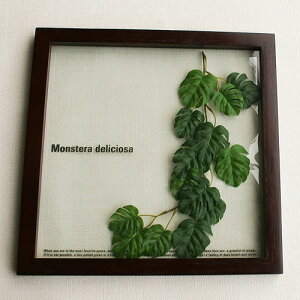F|StyleFrame@Monstera deliciosa IFF-11481Xet[
