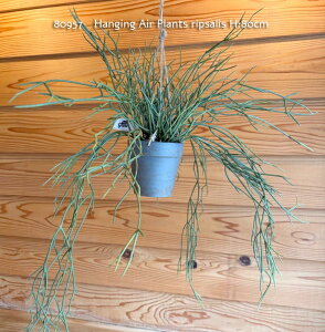�yPosh living �|�b�V�����r���O�z80957 Hanging Air Plants ripsalis ���v�T���X �t�F�C�N�O���[���@���ԁ@�C�~�e�[�V���� �ϗt�A��