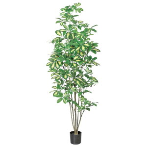 lHϗtA VFt i|bgtj N[O[ 148cm iP286-a50860) isj CeAO[ tFCNO[