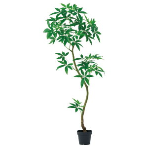 �l�H�ϗt�A�� �p�L�� �i�|�b�g�t���j �O���[�� ����180cm �iP275-a51112) �i������s�j �C���e���A�O���[�� �t�F�C�N�O���[��