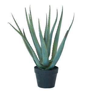 lHϗtA AGx |bg 57i1j991070 A isj CeA tFCNO[  POT SUCCULENT ip73j