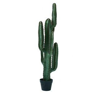lHϗtA T{e |bg 112i1j991150 T{e isj CeA tFCNO[  CACTUS ip77j