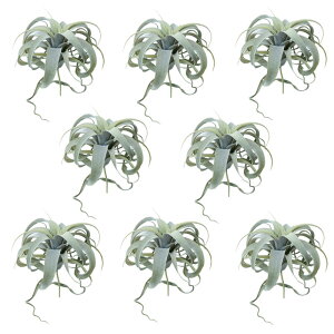 lHϗtA LZOtBJ sbN i8j991210 GAvc isj CeA tFCNO[  AIRPLANT PICK ip133j