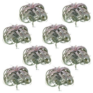 lHϗtA LZOtBJ sbN bhi8j991220 GAvc isj CeA tFCNO[  AIRPLANT PICK ip133j