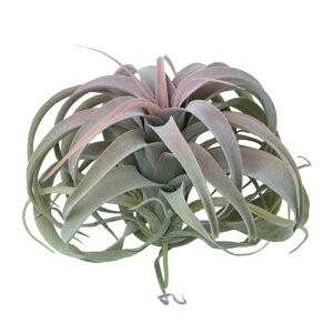 lHϗtA LZOtBJ sbN bhi1j991221 GAvc isj CeA tFCNO[  AIRPLANT PICK ip133j