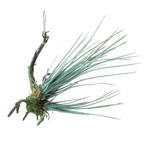 lHϗtA `WA  Vo[ 31i1j991261 ݂邵^Cv isj CeA tFCNO[  HANGING ip108j