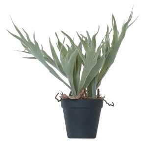 lHϗtA rJNV_ |bg 32i1j991491 V_A isj CeA tFCNO[  POT FERN ip41j