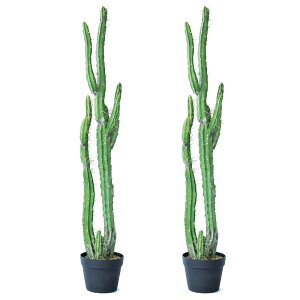 lHϗtA T{e |bg 118i2j991670 T{e isj CeA tFCNO[  CACTUS ip79j