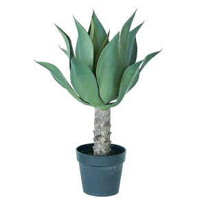 lHϗtA AKx Aei[^ |bg 70i1j991710 A isj CeA tFCNO[  POT SUCCULENT ip64j