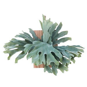 lHϗtA rJNV_ EH[ nMO AJVA 30i1j991741 Ǌ|^Cv isj CeA tFCNO[  WREATH ip93j