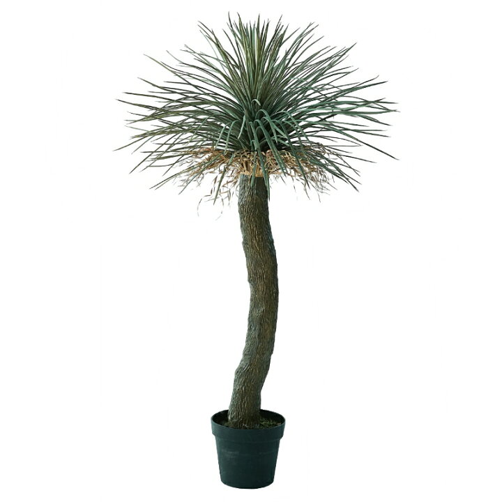楽天市場】人工観葉植物 ユッカ ロストラータ ポット 120（1個入り 
