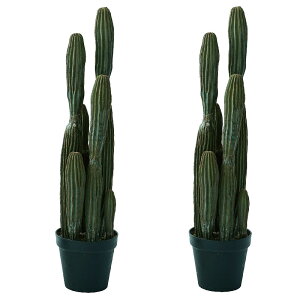 lHϗtA T{e |bg 91i2j991860 T{e isj CeA tFCNO[  CACTUS ip83j