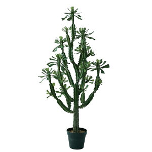 lHϗtA [tHrA |bg 147i1j991900 T{e isj CeA tFCNO[  CACTUS ip87j