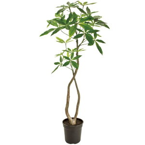 �l�H�ϗt�A�� �p�L�� 4F ����120cm �iP199-fg22000) �i������s�j �C���e���A�O���[�� �t�F�C�N�O���[��
