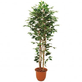 人工観葉植物 ベンジャミン3本立 180cm 高さ180cm （P207-sk1098) （代引き不可） インテリアグリーン フェイクグリーン
