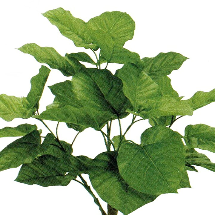 楽天市場】人工観葉植物 ウンベラータスパイラル 5F 光触媒加工 高さ  