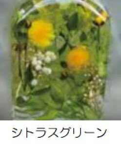 n[oE Herbarium AW{ino10-hb28j6F1FI ECXL[r^i11pj 1 77.8mm  uUAW Mtg CeA