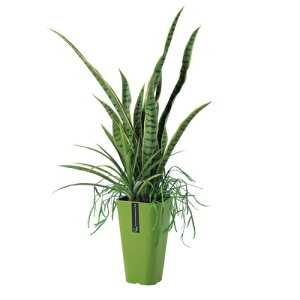 lHϗtA TXxA AW |bgt 90cm iP98-81649) isj CeAO[ tFCNO[