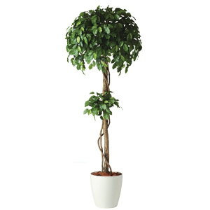 lHϗtA tBbJXxV~i_u 180 natural |bgt 180cm iP58-91236) isj CeAO[ tFCNO[