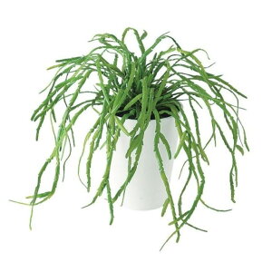 lHϗtA vTX |bgt 25cm iP98-91642) isj CeAO[ tFCNO[