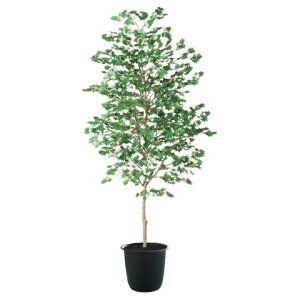 lHϗtA }~W  180 |bgt 180cm iP126-91766) isj CeAO[ tFCNO[