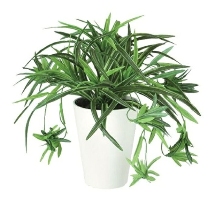 楽天市場】人工観葉植物 オリヅルラン G ポット付き 高さ30cm （P97 