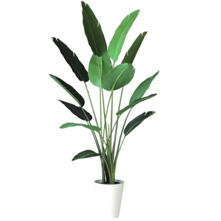 楽天市場】人工観葉植物 オーガスタ 190 ポット付き 高さ190cm （P90 