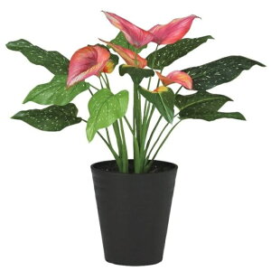 lHϗtA J[ |bgt 55cm iP98-91881) isj CeAO[ tFCNO[