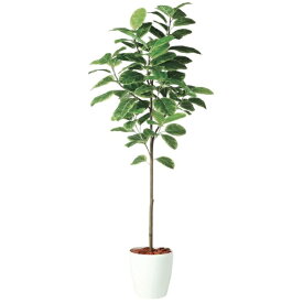 人工観葉植物 アルテシマ FST 200 ポット付き 高さ200cm （P49-98926) （代引き不可） インテリアグリーン フェイクグリーン