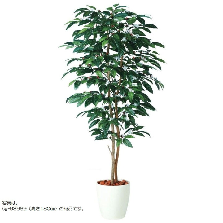 楽天市場】人工観葉植物 コーヒーデュアル 200 ポット付き 高さ200cm 