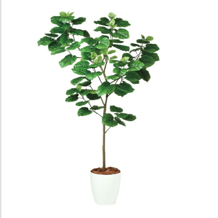 楽天市場】人工観葉植物 ウンベラータ FST 180 ポット付き 高さ180cm 
