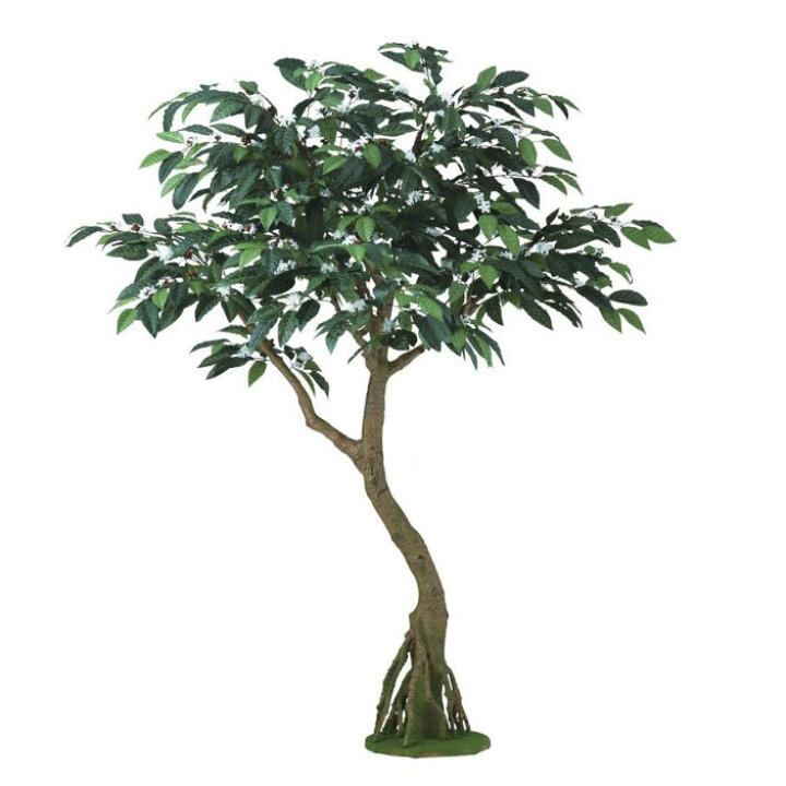 楽天市場】人工観葉植物 コーヒー コアッド 200 高さ200cm （P16-99346 