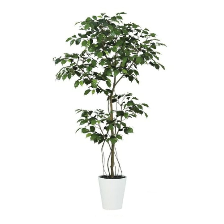 楽天市場】人工観葉植物 ベンジャミン FST 150 ポット付き 高さ150cm 