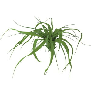 lHϗtA `WA ubV 28cm iP138-99426) isj CeAO[ tFCNO[