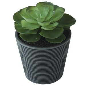 lHϗtA GPxA |bg |bgt 17cm iP114-99511) isj CeAO[ tFCNO[