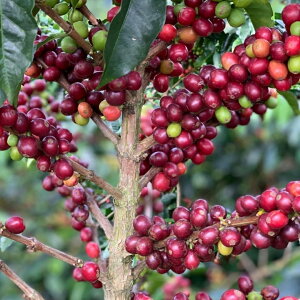 R[q[  RrA GpC\ JXeB[W _uAiGrbN EHbVg C`bg gbv XyVeB 1000g 5000g 10000g 1kg 5kg 10kg VOIW COE 2022