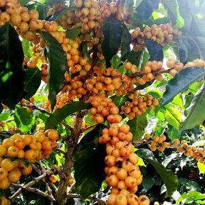 R[q[  RX^J IeBK JgD[ AiGrbNi` gbv XyVeB 1000g 5000g 10000g 1kg 5kg 10kg VOIW 2022